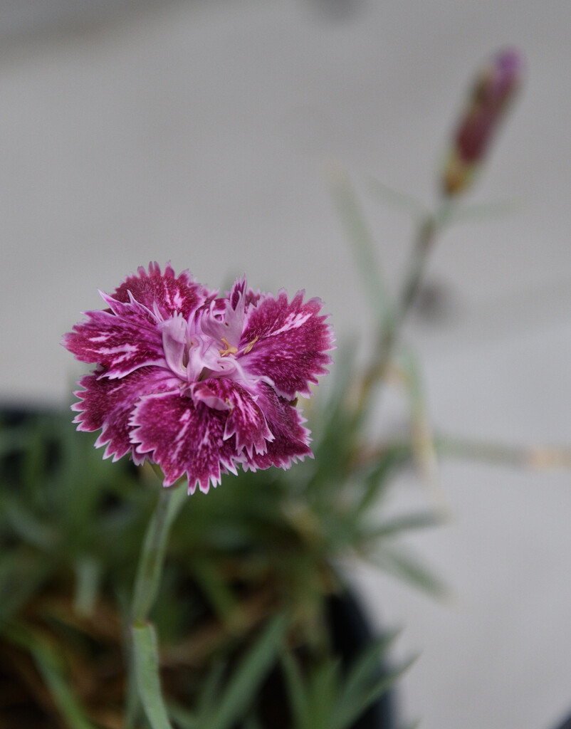 #106 - Purple carnation by chronic_disaster