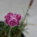 #106 - Purple carnation by chronic_disaster