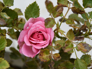 24th May 2023 - #108 - Pink rose