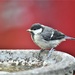 Dear little great tit
