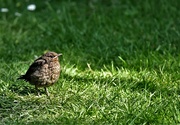 5th Jun 2023 - One of the young blackbirds