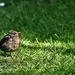 One of the young blackbirds