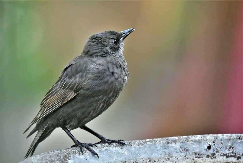 And finally a young starling by rosiekind