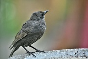 5th Jun 2023 - And finally a young starling