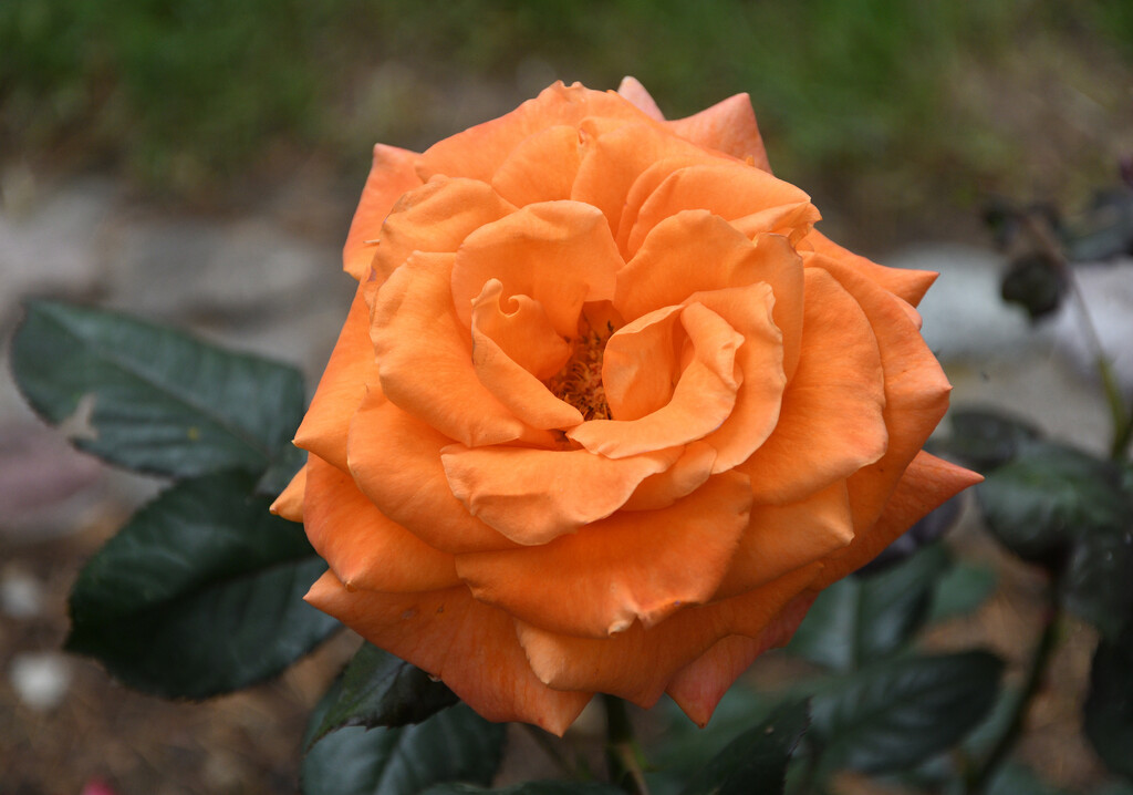 #113 - Orange rose by chronic_disaster