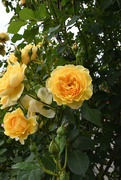31st May 2023 - #115 - Yellow roses