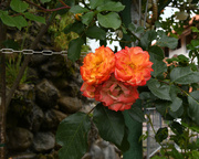 1st Jun 2023 - #116 - Colorful roses