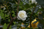 2nd Jun 2023 - #117 - White rose
