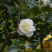 #117 - White rose