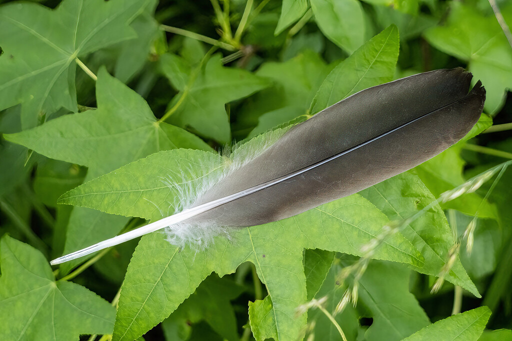 Goose Feather by k9photo