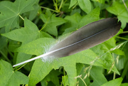 5th Jun 2023 - Goose Feather