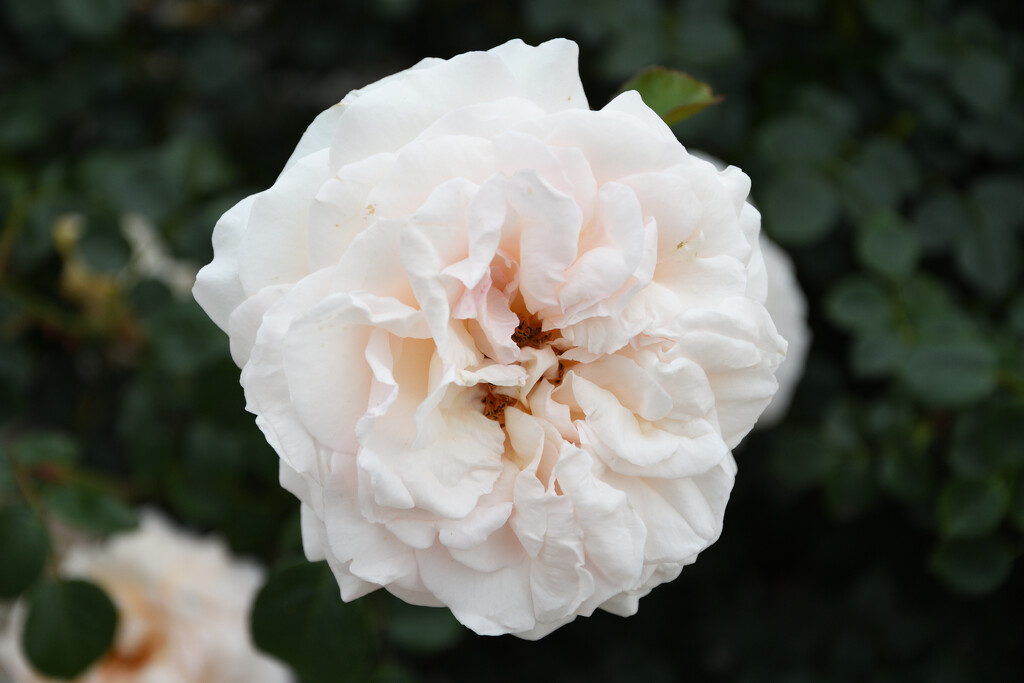#120 - White rose by chronic_disaster