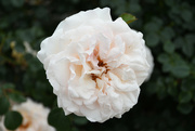5th Jun 2023 - #120 - White rose