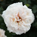 #120 - White rose