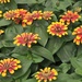Zinnias (I think) by mittens