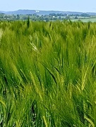 5th Jun 2023 - Barley