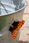 4th Jun 2023 - Butterfly Bucket