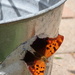 Butterfly Bucket by matsaleh
