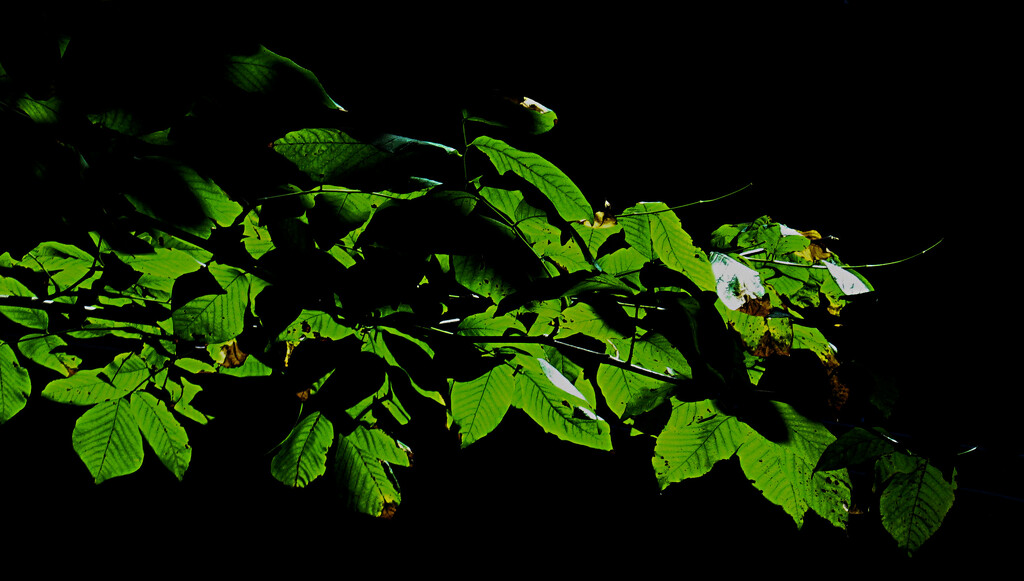 Tree Of Green by linnypinny