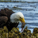 Bald Eagle with Midshipmen Breakfast by jgpittenger