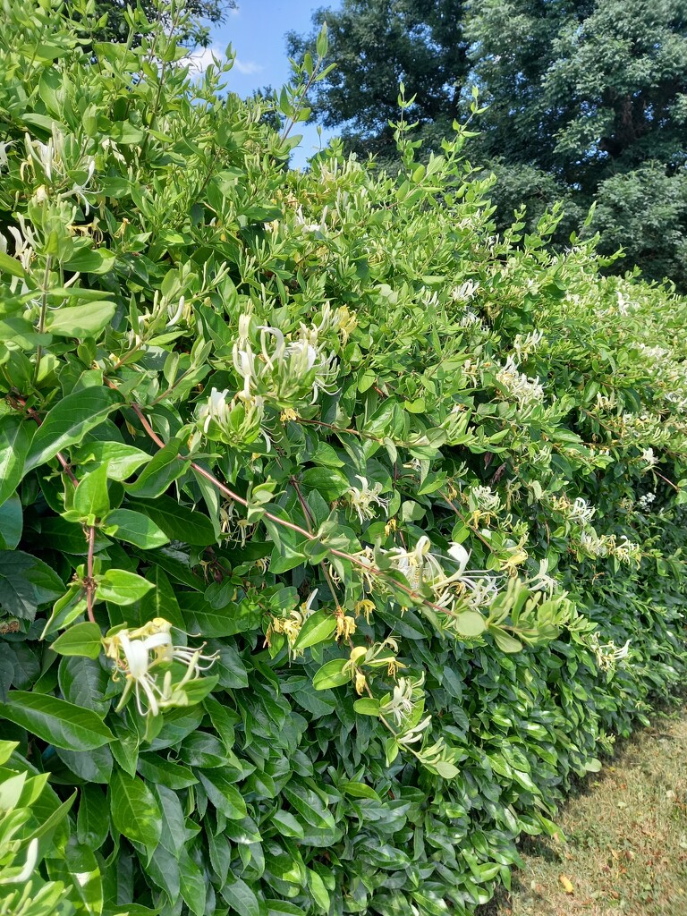 Honeysuckle hedge by ladypolly