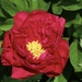 Red peony by jeremyccc