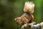 5th Jun 2023 - Red Squirrel