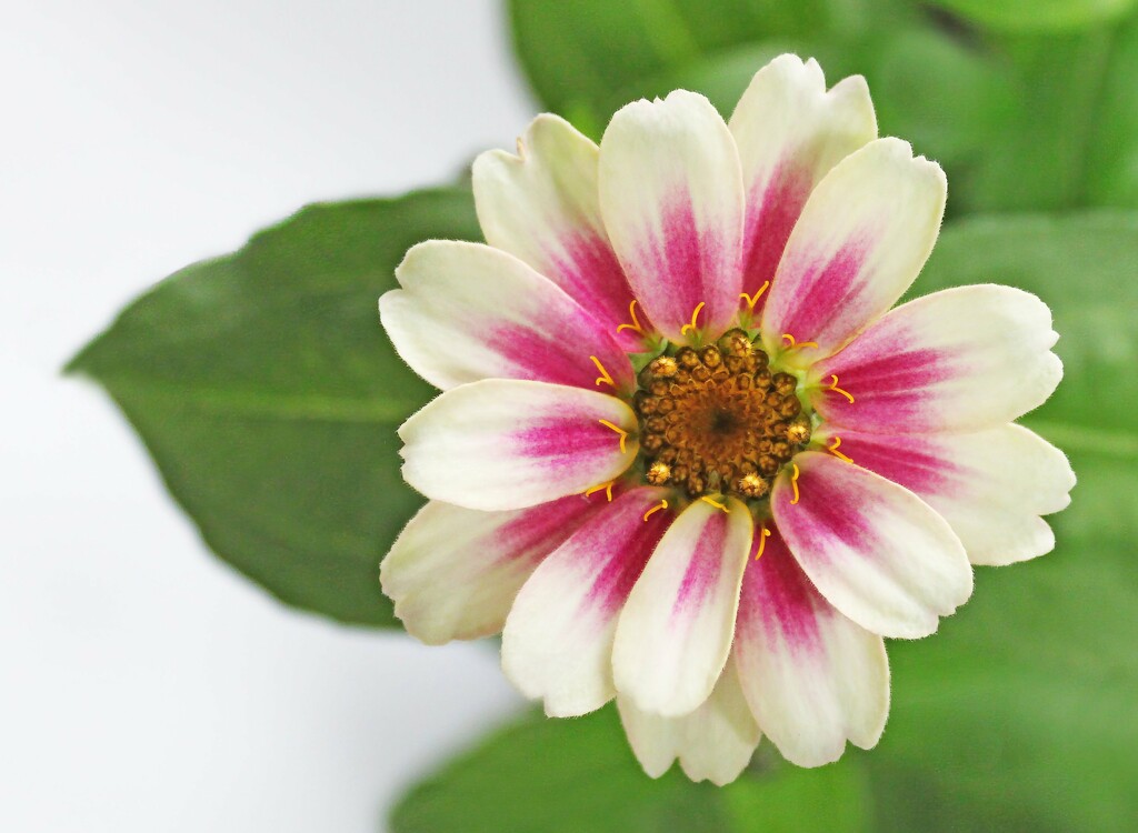 Cherry Bicolor Zinnia by paintdipper