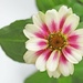 Cherry Bicolor Zinnia by paintdipper