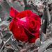 Emphasis on Red