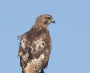 9th May 2023 - Red-tailed Hawk