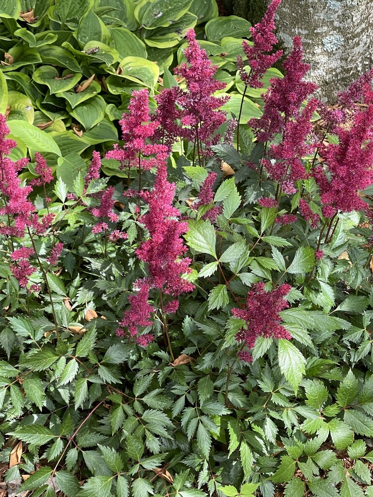 Our Astilbe by essiesue