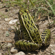 5th Jun 2023 - leopard frog