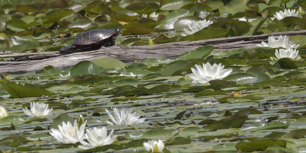 painted turtle by rminer