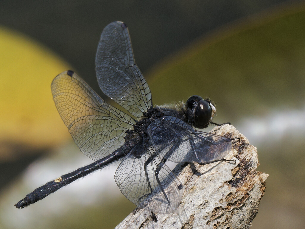 dot-tailed whiteface dragonfly  by rminer