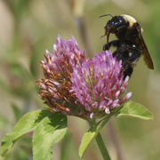 5th Jun 2023 - bumble bee and clover