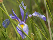 5th Jun 2023 - southern blue flag iris