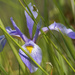 southern blue flag iris by rminer