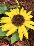 5th Jun 2023 - Sunflower