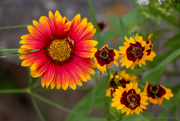 29th May 2023 - Indian Blanket with Coreopsis flowers