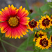 Indian Blanket with Coreopsis flowers by ingrid01