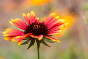 31st May 2023 - Indian Blanket Flower