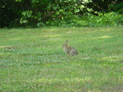 5th Jun 2023 - Rabbit in Field 