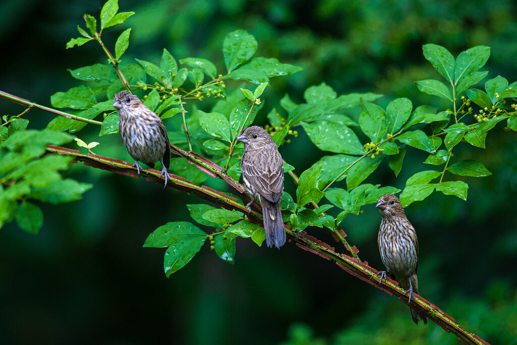  Three Fledgling House Finches by berelaxed