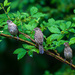  Three Fledgling House Finches by berelaxed