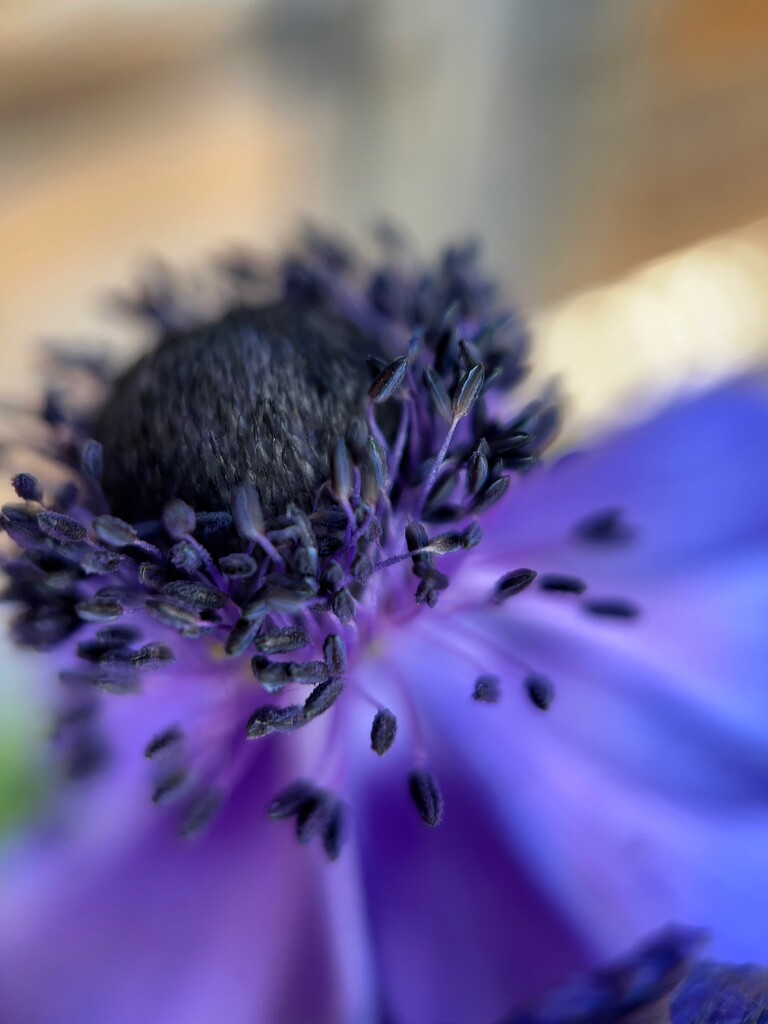 Purple Poppy by gaillambert
