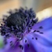 Purple Poppy by gaillambert