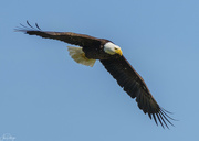 3rd Jun 2023 - Bald Eagle Going Fishing