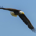 Bald Eagle Going Fishing by jgpittenger