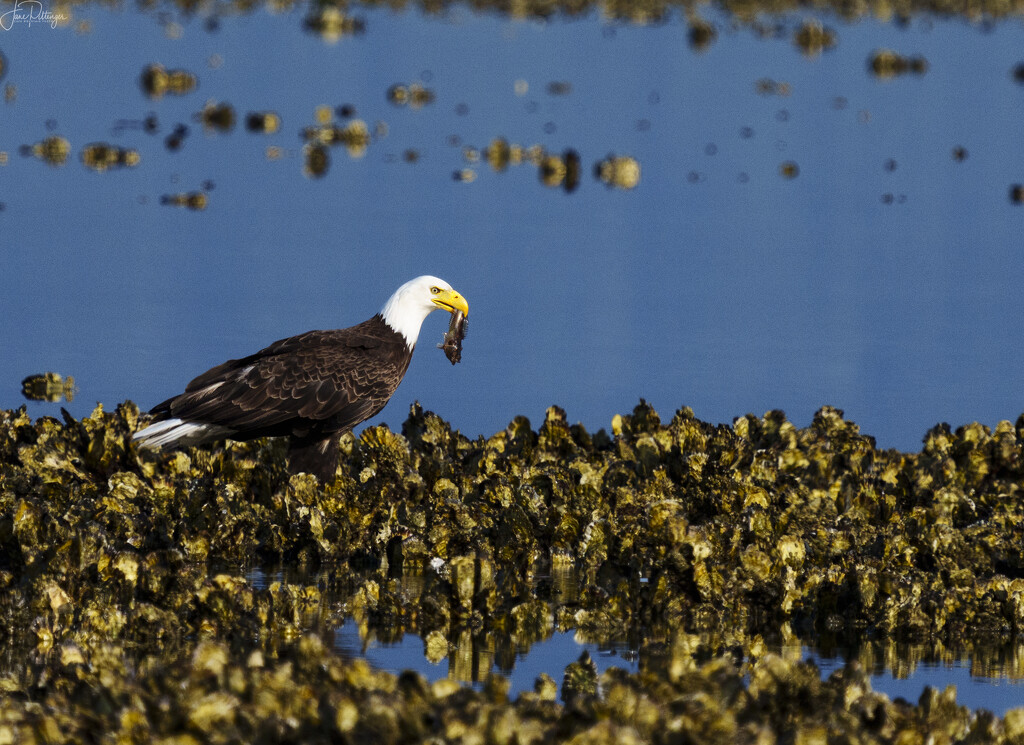 Eagle with Midshipman by jgpittenger